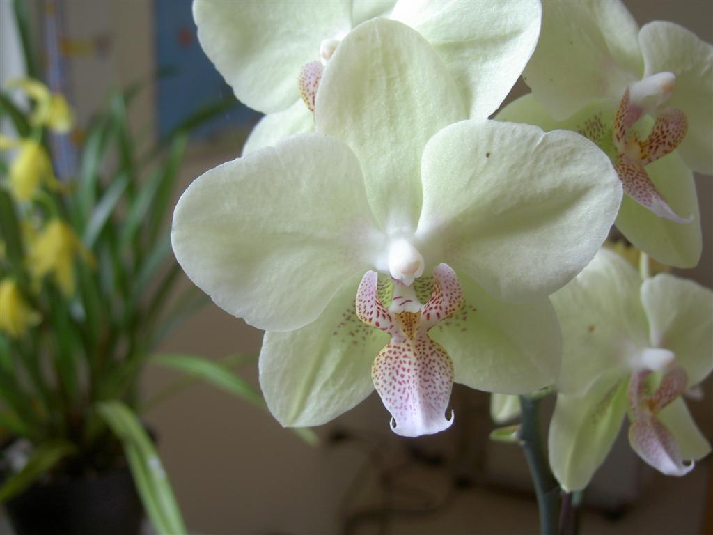 Phalaenopsis xxx 1